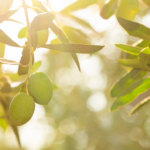 Olio del Garda: la Casaliva che esalta il gusto della cucina lacustre