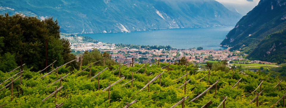 vigneti alto garda